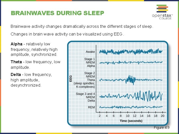 BRAINWAVES DURING SLEEP Brainwave activity changes dramatically across the different stages of sleep. Changes