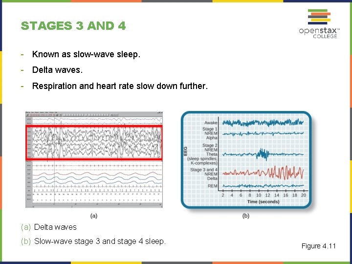 STAGES 3 AND 4 - Known as slow-wave sleep. - Delta waves. - Respiration