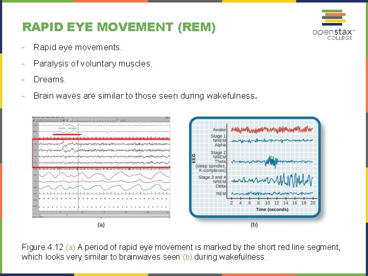 RAPID EYE MOVEMENT (REM) - Rapid eye movements. - Paralysis of voluntary muscles. -