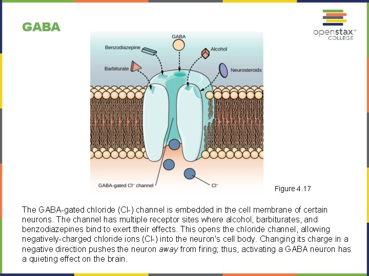 GABA Figure 4. 17 The GABA-gated chloride (Cl-) channel is embedded in the cell