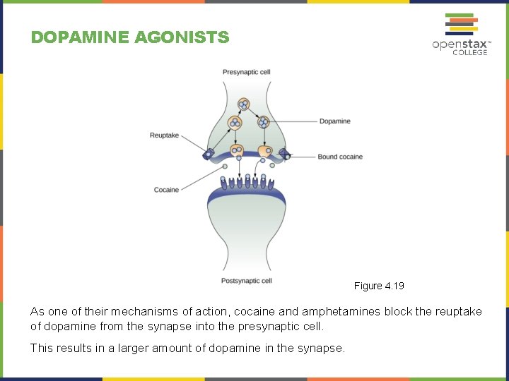 DOPAMINE AGONISTS Figure 4. 19 As one of their mechanisms of action, cocaine and