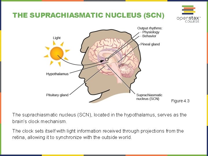 THE SUPRACHIASMATIC NUCLEUS (SCN) Figure 4. 3 The suprachiasmatic nucleus (SCN), located in the