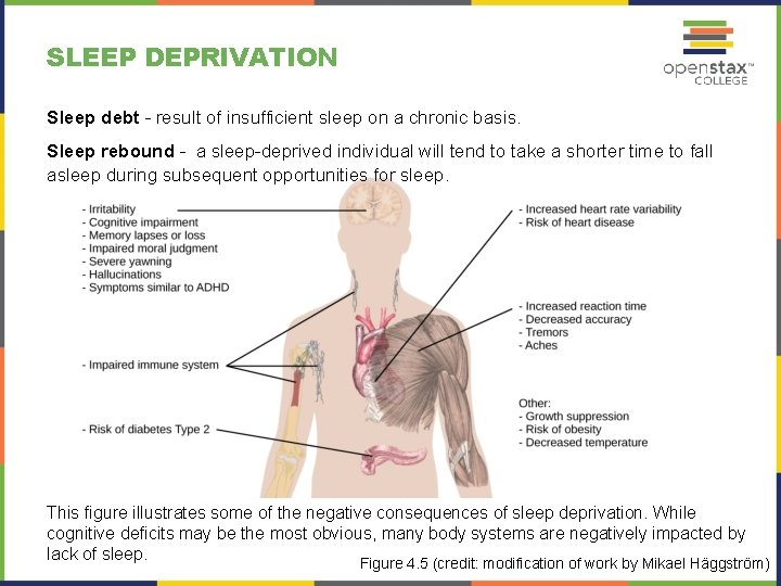 SLEEP DEPRIVATION Sleep debt – result of insufficient sleep on a chronic basis. Sleep