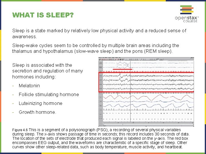 WHAT IS SLEEP? Sleep is a state marked by relatively low physical activity and