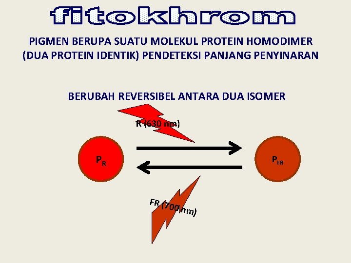 PIGMEN BERUPA SUATU MOLEKUL PROTEIN HOMODIMER (DUA PROTEIN IDENTIK) PENDETEKSI PANJANG PENYINARAN BERUBAH REVERSIBEL