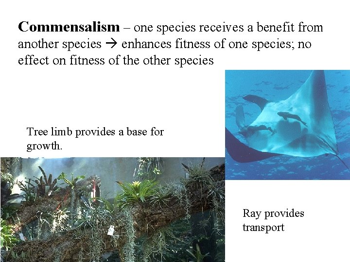 Commensalism – one species receives a benefit from another species enhances fitness of one Commensalism – one species receives a benefit from another species enhances fitness of one