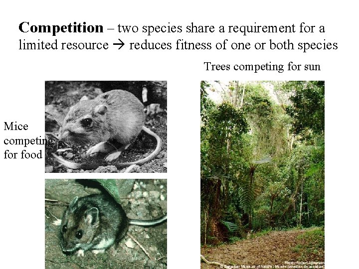 Competition – two species share a requirement for a limited resource reduces fitness of Competition – two species share a requirement for a limited resource reduces fitness of