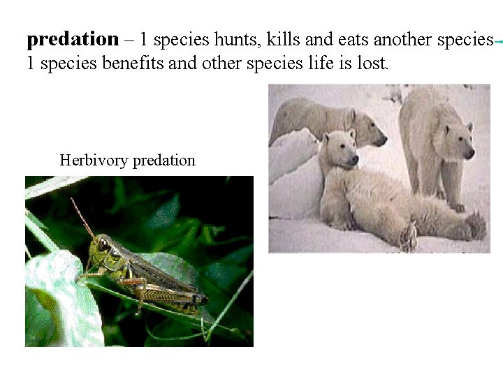 predation – 1 species hunts, kills and eats another species 1 species benefits and predation – 1 species hunts, kills and eats another species 1 species benefits and