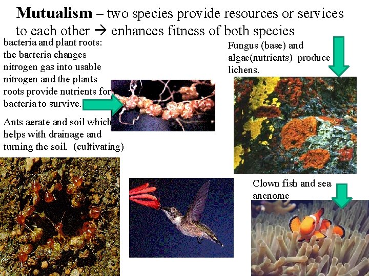 Mutualism – two species provide resources or services to each other enhances fitness of Mutualism – two species provide resources or services to each other enhances fitness of