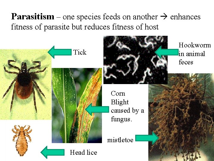 Parasitism – one species feeds on another enhances fitness of parasite but reduces fitness Parasitism – one species feeds on another enhances fitness of parasite but reduces fitness