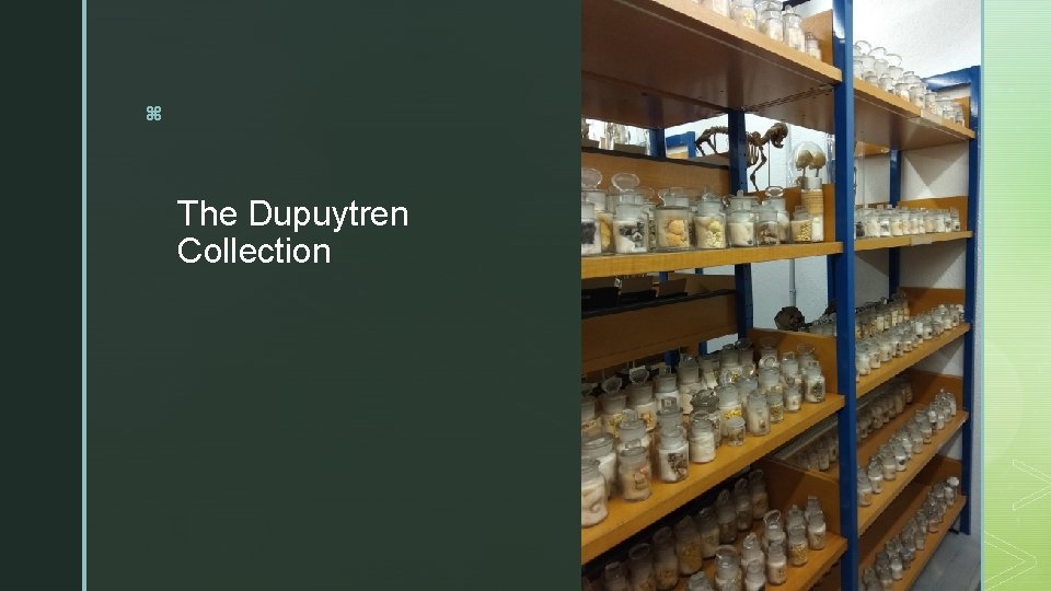 z The Dupuytren Collection 