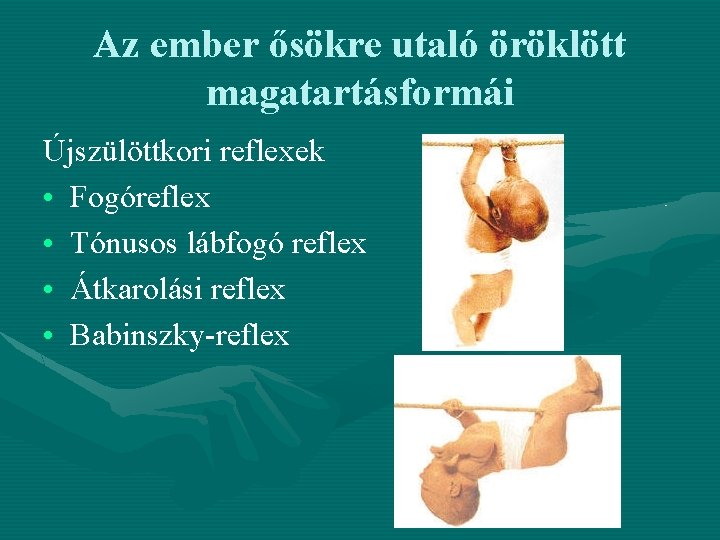 Az ember ősökre utaló öröklött magatartásformái Újszülöttkori reflexek • Fogóreflex • Tónusos lábfogó reflex