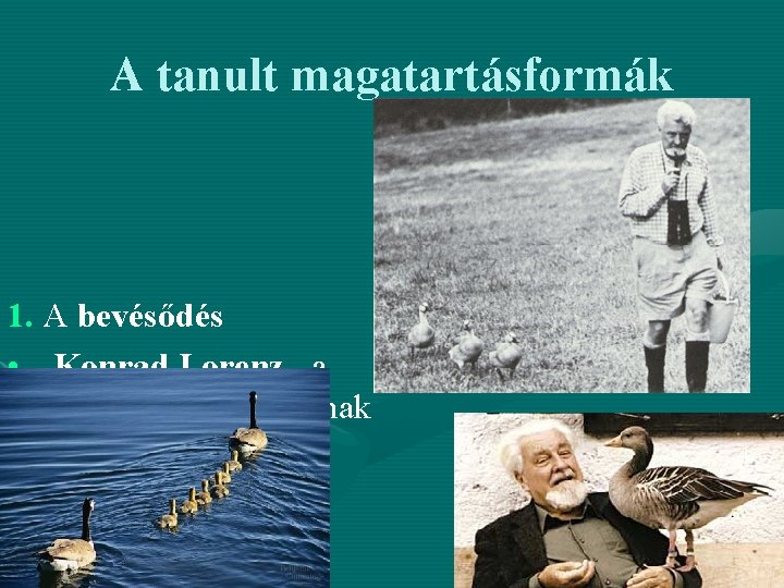 A tanult magatartásformák 1. A bevésődés • Konrad Lorenz –a kulcsinger fogalmának megalkotója 