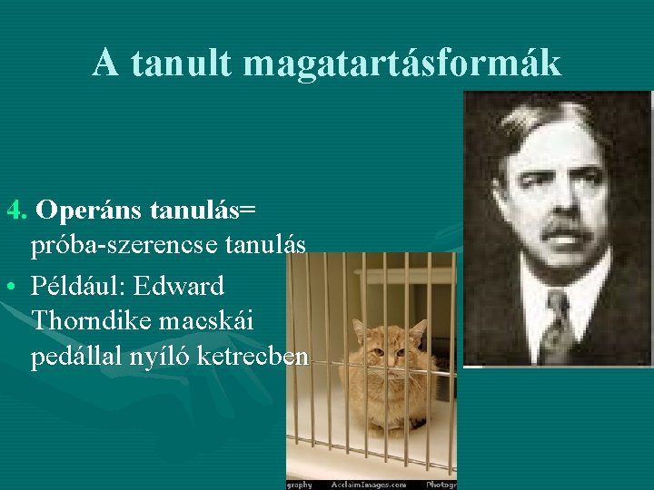 A tanult magatartásformák 4. Operáns tanulás= próba-szerencse tanulás • Például: Edward Thorndike macskái pedállal