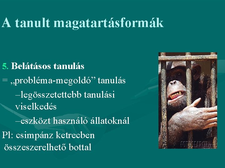 A tanult magatartásformák 5. Belátásos tanulás = „probléma-megoldó” tanulás –legösszetettebb tanulási viselkedés –eszközt használó
