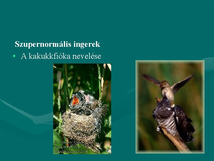 Szupernormális ingerek • A kakukkfióka nevelése 