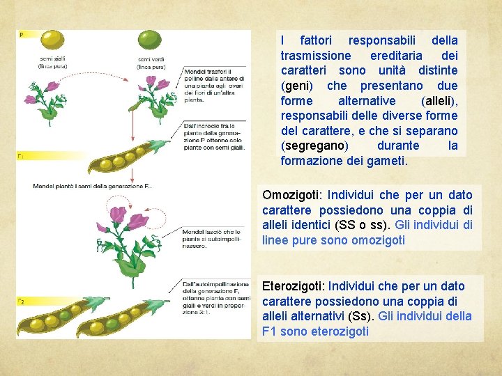 I fattori responsabili della trasmissione ereditaria dei caratteri sono unità distinte (geni) geni che