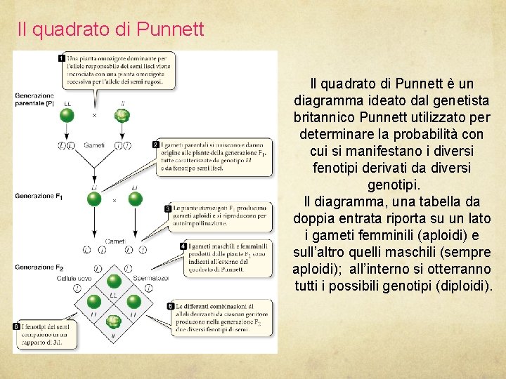 Il quadrato di Punnett è un diagramma ideato dal genetista britannico Punnett utilizzato per