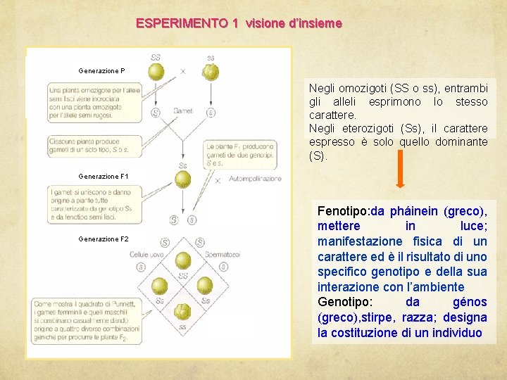 ESPERIMENTO 1 visione d’insieme Generazione P Negli omozigoti (SS o ss), entrambi gli alleli