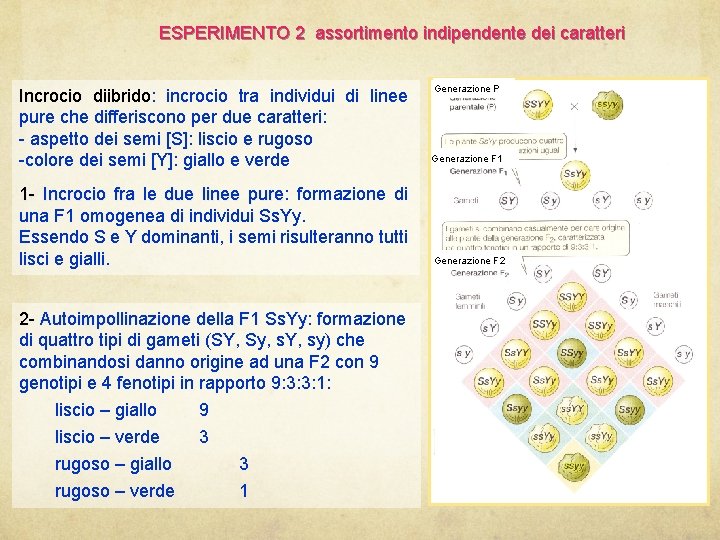 ESPERIMENTO 2 assortimento indipendente dei caratteri Incrocio diibrido: diibrido incrocio tra individui di linee