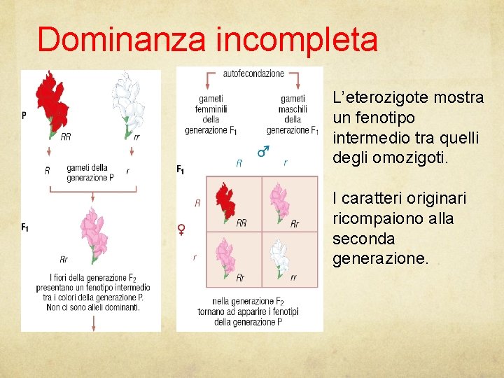 Dominanza incompleta L’eterozigote mostra un fenotipo intermedio tra quelli degli omozigoti. I caratteri originari