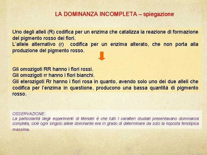 LA DOMINANZA INCOMPLETA – spiegazione Uno degli alleli (R) codifica per un enzima che