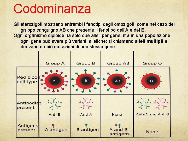 Codominanza Gli eterozigoti mostrano entrambi i fenotipi degli omozigoti, come nel caso del gruppo