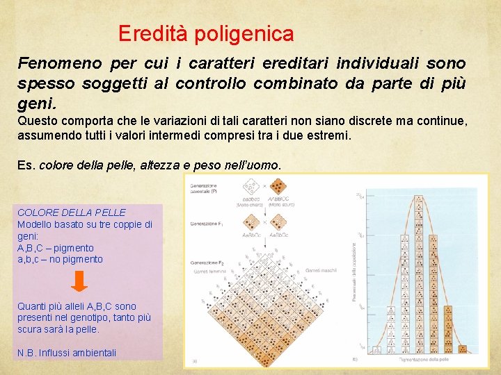 Eredità poligenica Fenomeno per cui i caratteri ereditari individuali sono spesso soggetti al controllo