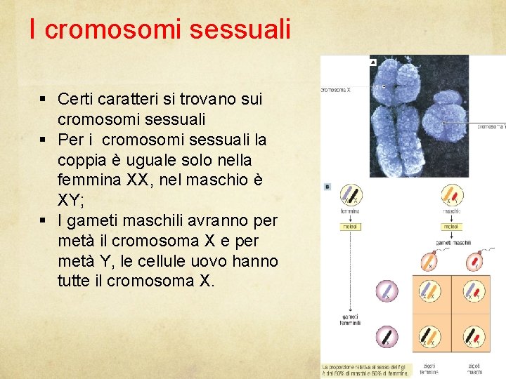 I cromosomi sessuali Certi caratteri si trovano sui cromosomi sessuali Per i cromosomi sessuali