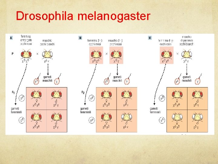 Drosophila melanogaster 