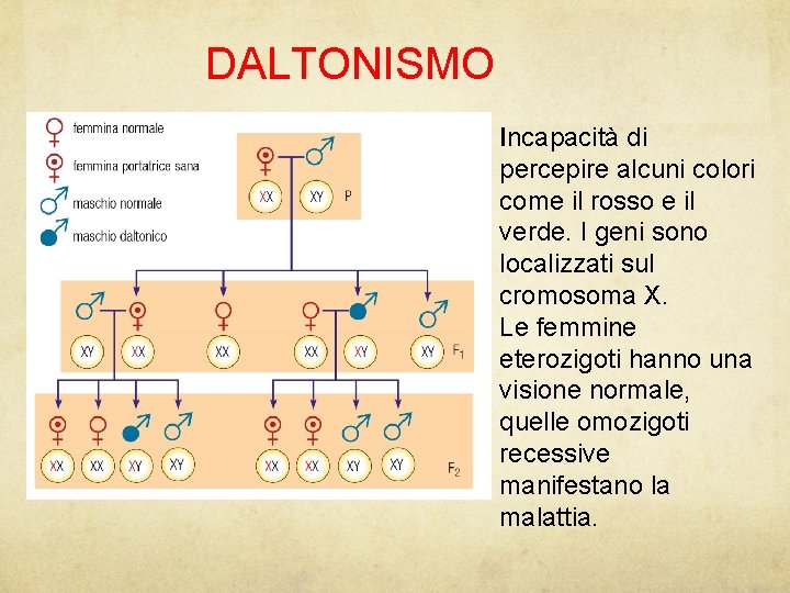 DALTONISMO Incapacità di percepire alcuni colori come il rosso e il verde. I geni