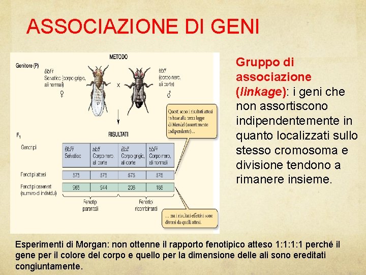 ASSOCIAZIONE DI GENI Gruppo di associazione (linkage): i geni che non assortiscono indipendentemente in