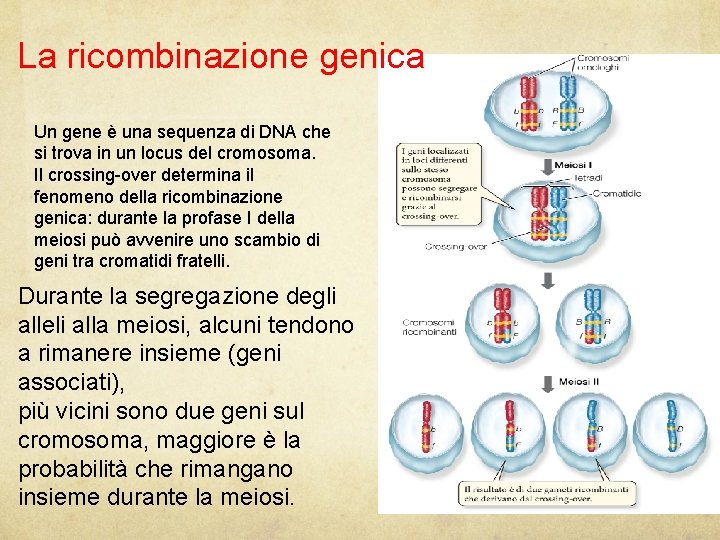 La ricombinazione genica Un gene è una sequenza di DNA che si trova in