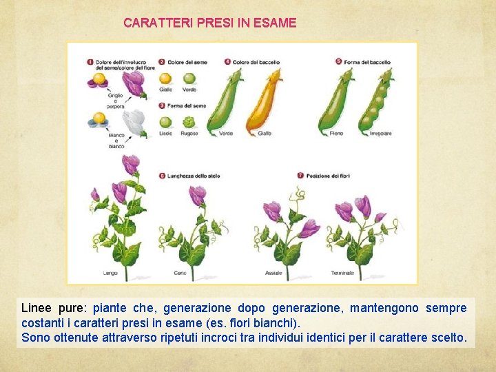 CARATTERI PRESI IN ESAME Linee pure: pure piante che, generazione dopo generazione, mantengono sempre