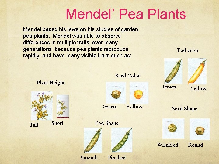 Mendel’ Pea Plants Mendel based his laws on his studies of garden pea plants.