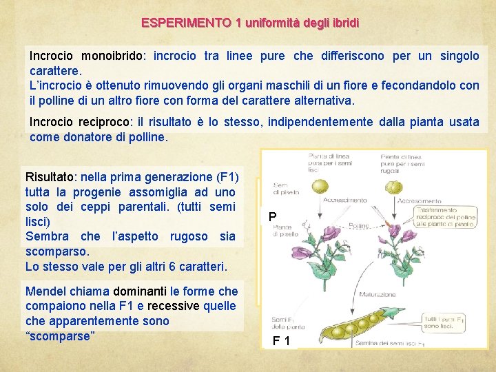 ESPERIMENTO 1 uniformità degli ibridi Incrocio monoibrido: monoibrido incrocio tra linee pure che differiscono
