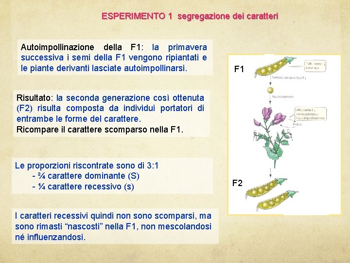 ESPERIMENTO 1 segregazione dei caratteri Autoimpollinazione della F 1: la primavera successiva i semi