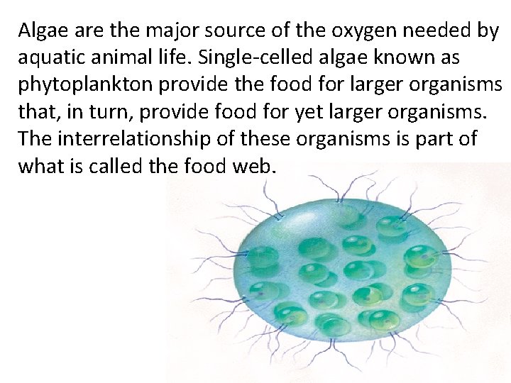 Algae are the major source of the oxygen needed by aquatic animal life. Single-celled
