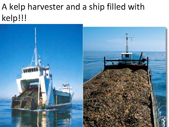 A kelp harvester and a ship filled with kelp!!! 