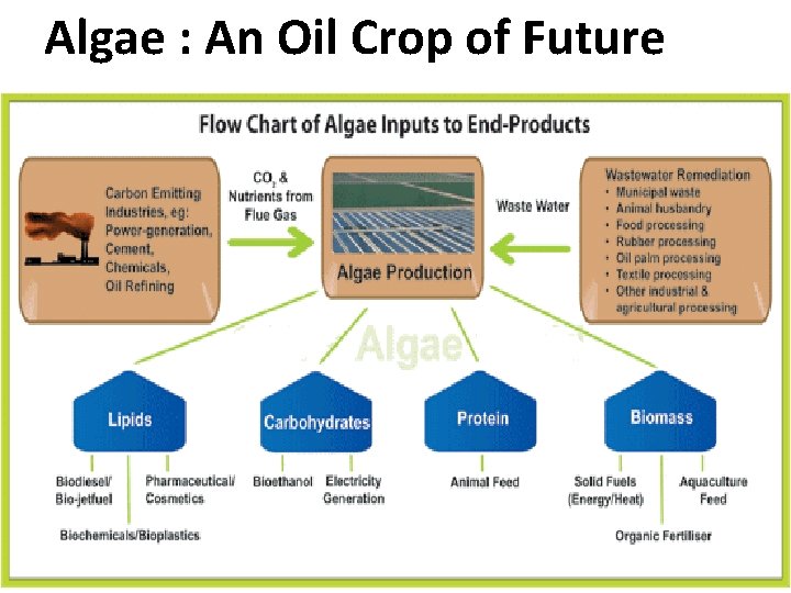  Algae : An Oil Crop of Future 