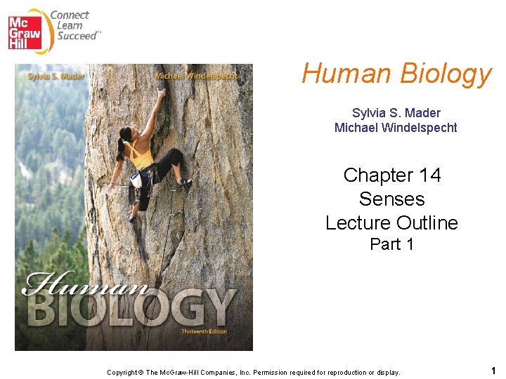 Human Biology Sylvia S. Mader Michael Windelspecht Chapter 14 Senses Lecture Outline Part 1