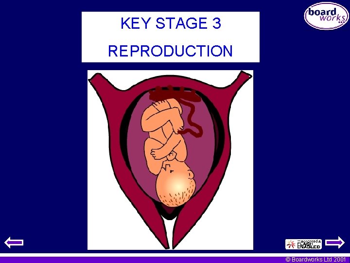 KEY STAGE 3 REPRODUCTION © Boardworks Ltd 2001 