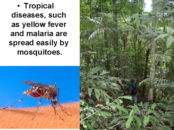 • Tropical diseases, such as yellow fever and malaria are spread easily by • Tropical diseases, such as yellow fever and malaria are spread easily by