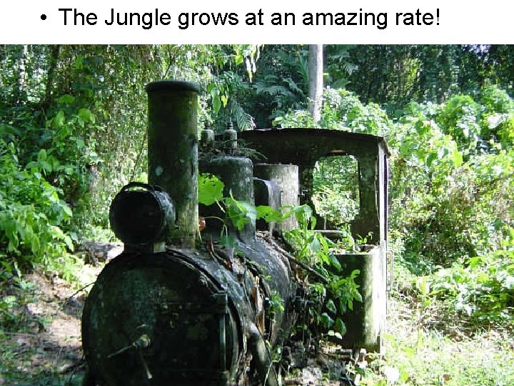 • The Jungle grows at an amazing rate! • The Jungle grows at an amazing rate!