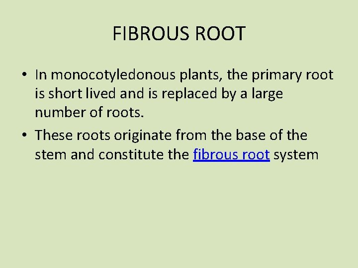 FIBROUS ROOT • In monocotyledonous plants, the primary root is short lived and is