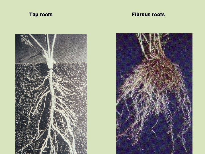 Tap roots Fibrous roots 