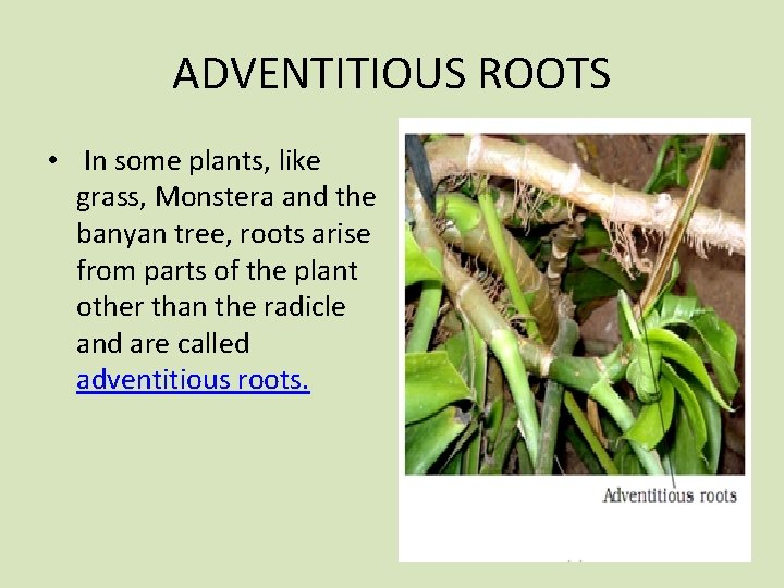 ADVENTITIOUS ROOTS • In some plants, like grass, Monstera and the banyan tree, roots