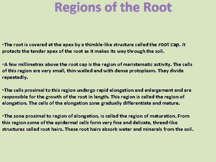 Regions of the Root • The root is covered at the apex by a