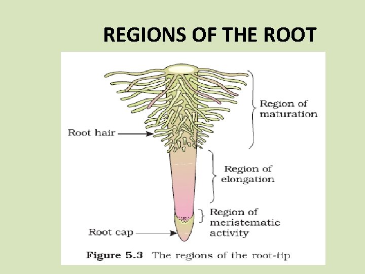 REGIONS OF THE ROOT 