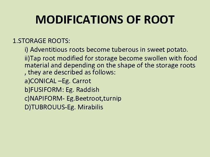 MODIFICATIONS OF ROOT 1. STORAGE ROOTS: i) Adventitious roots become tuberous in sweet potato.